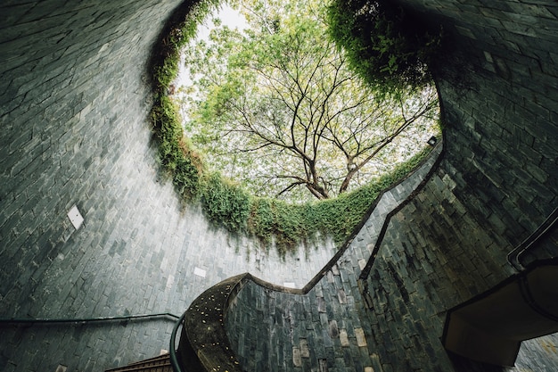 tree at Fort Canning landmark, Singapore