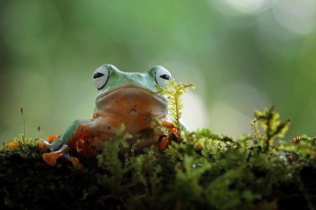 Free photo tree frog on branch rachophorus reinwardtii javan tree frog closeup