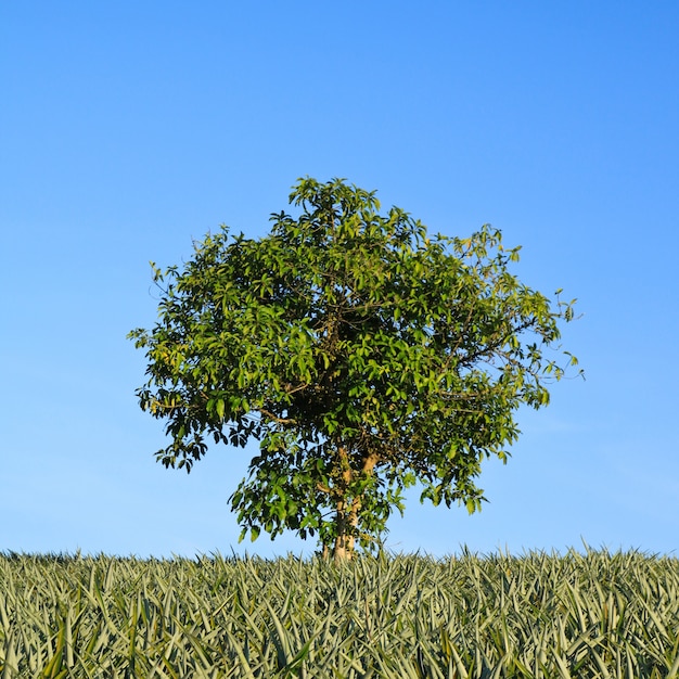 Free Photo tree grass countryside landscape trees