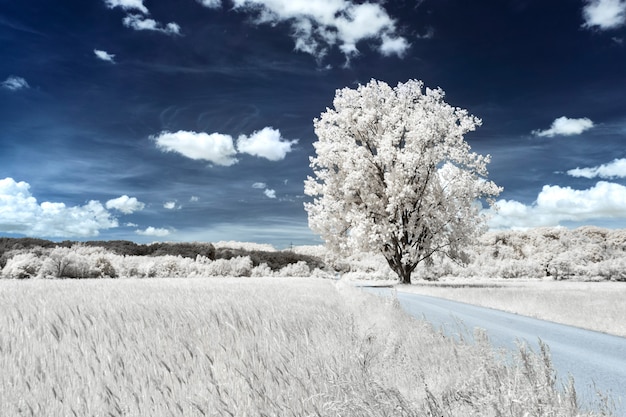 Free photo tree in a grassy field near a wheat field under the beautiful cloudy sky