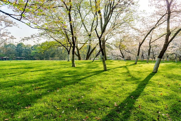 Free photo tree and lawns