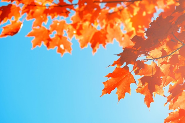 Tree leave closeup in Autumn with blue sky.