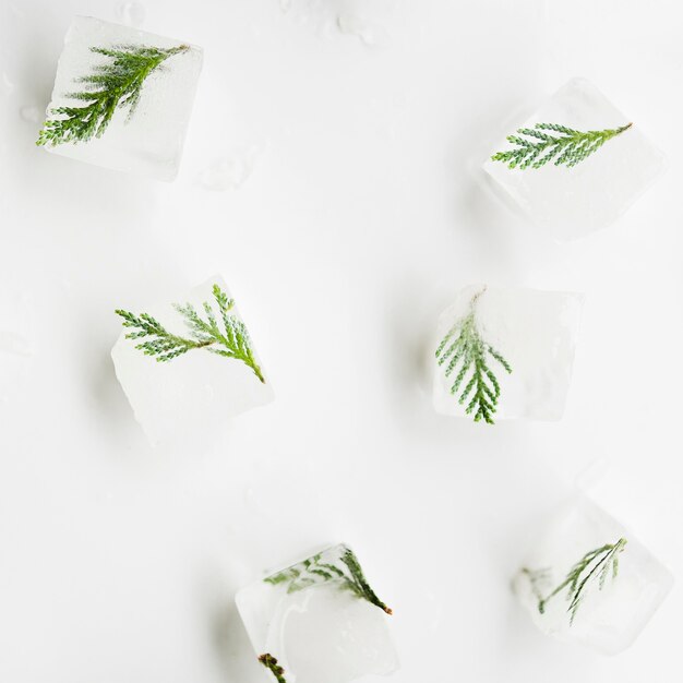 Tree needles in ice cubes