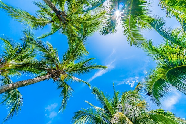 Free photo tree palm with sky background