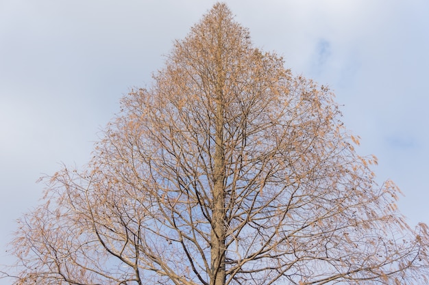 tree in a park