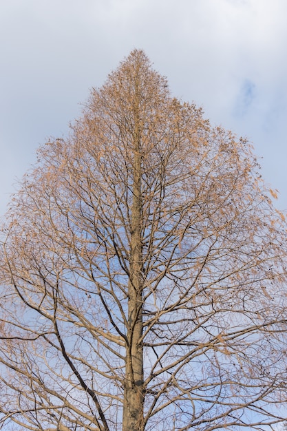 Free Photo tree in a park