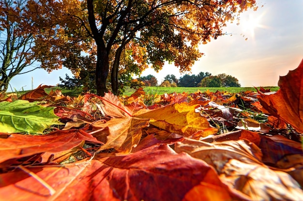 Free photo tree seen from ground leaves