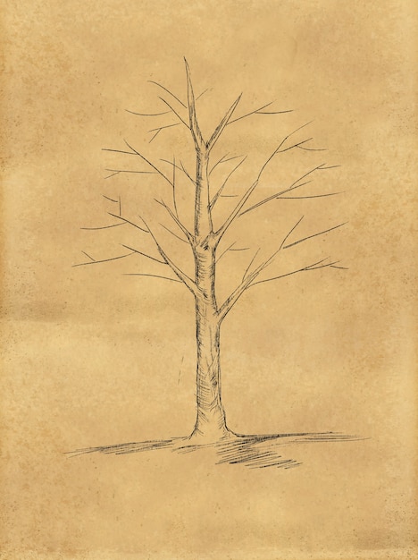 Free photo tree sketch without leaves on paper