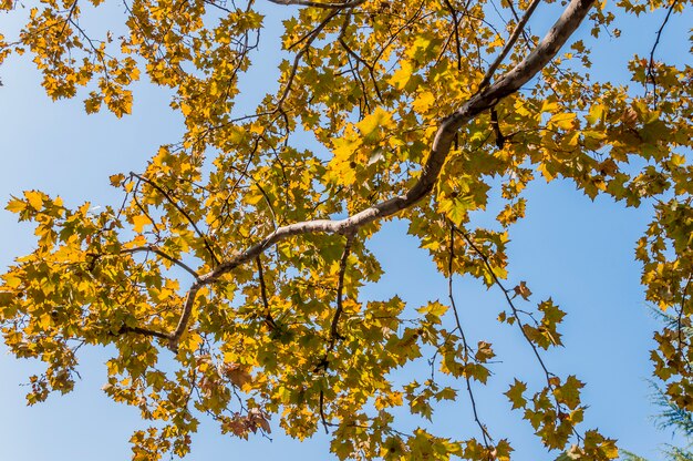 tree and sky