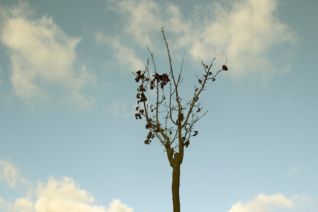 Free photo tree in the sky