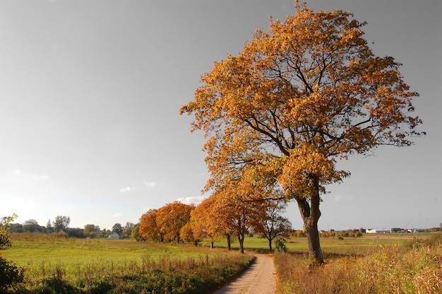 Free photo tree in sunset