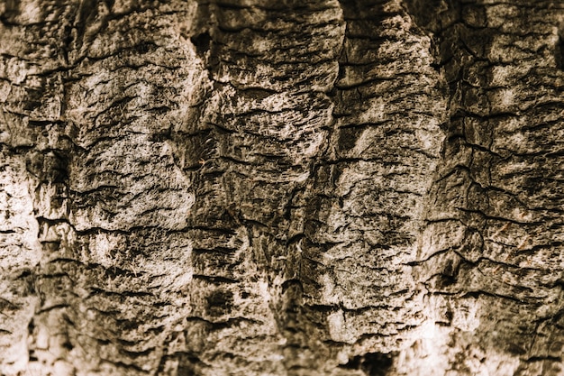 Free photo tree texture