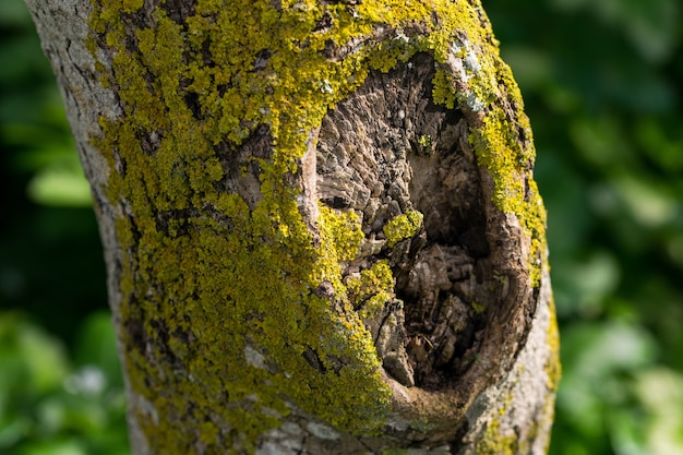 Free photo a tree trunk covered with yellow green moss and lichens.