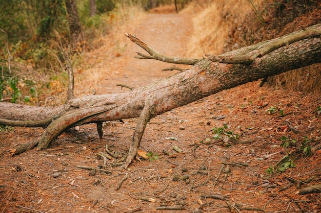 Free Photo tree trunk on path in nature