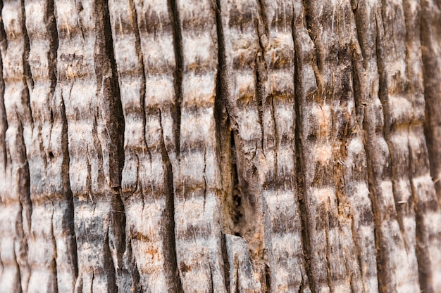 Free Photo tree trunk texture close up