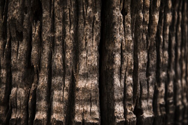 Tree trunk texture close up