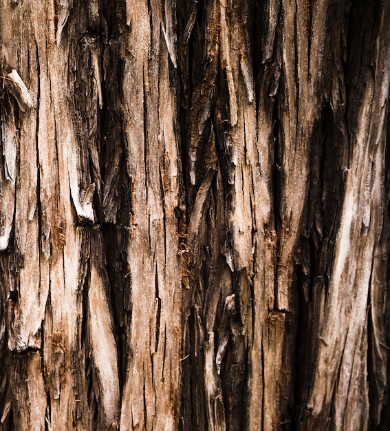 Tree trunk texture close up