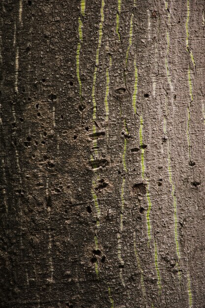 Tree trunk texture close up