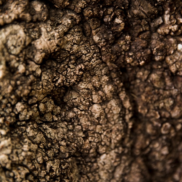 Free photo tree trunk texture close up