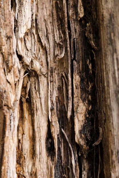 Free photo tree trunk texture close up