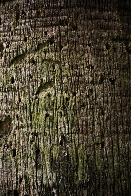 Tree trunk texture close up