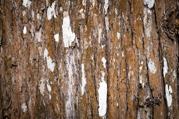 Tree trunk texture closeup 