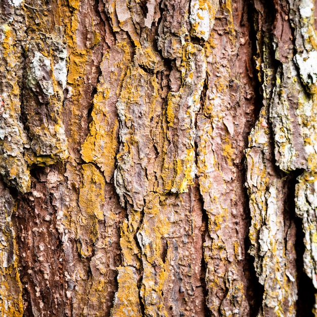 Tree trunk texture closeup