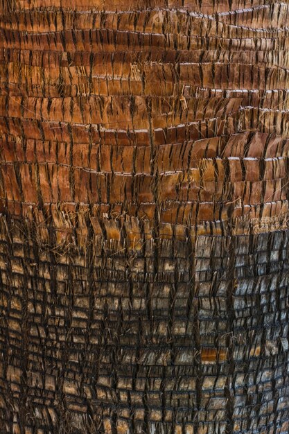 Tree trunk texture