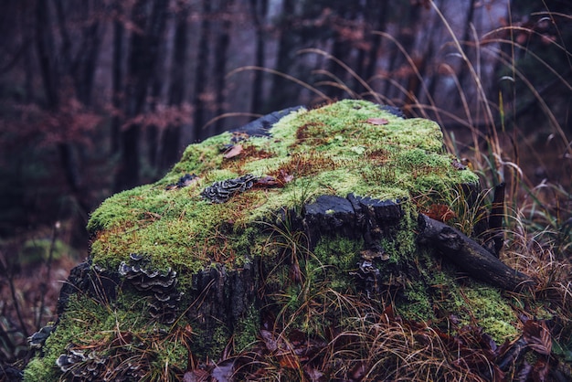 Tree trunk with moss in the forest