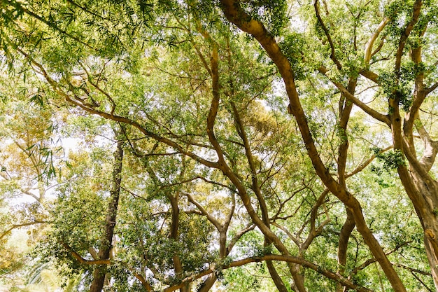 Free photo tree with branches and leaves against the sky