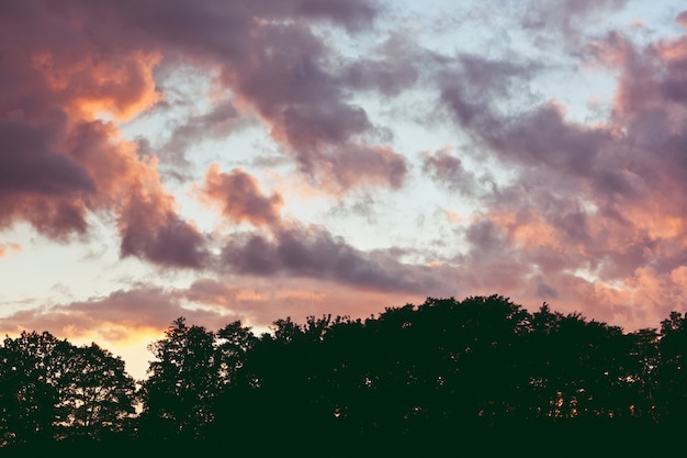 Free photo tree with clouds