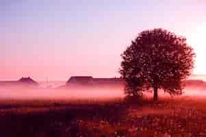 Free photo tree with fog