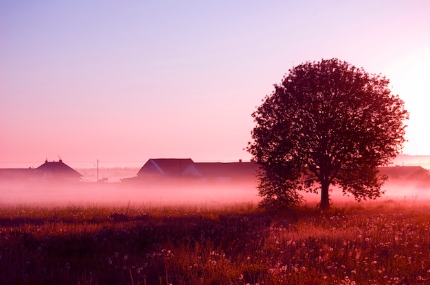 Tree with fog