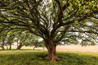 Oak tree photos