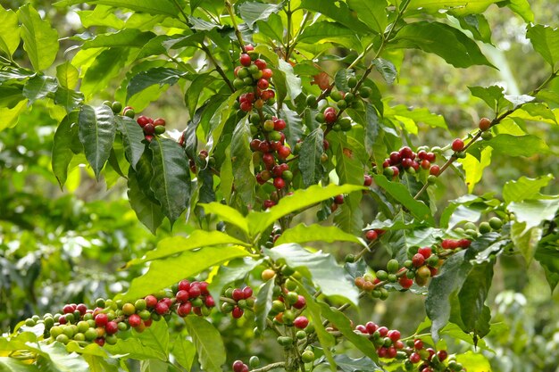 Tree with small green and red berries on it