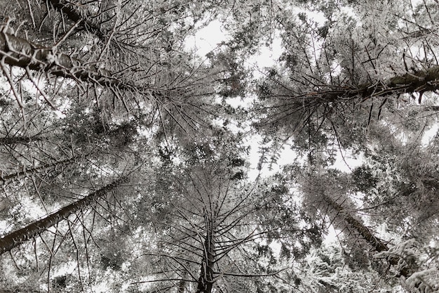 Tree with snow tops