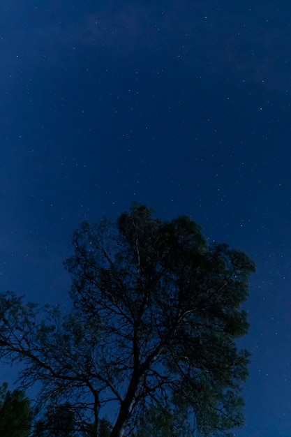 Free photo tree with starry night sky