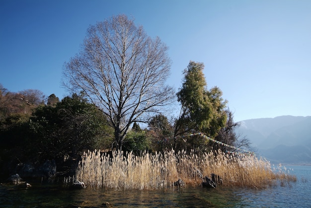 Tree without leaves in a green forest