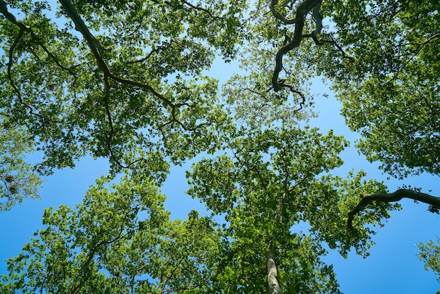 Trees in a bottom view 