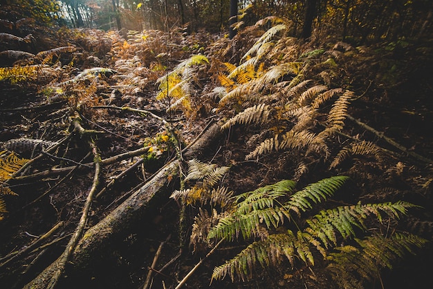 Free Photo trees and bushes covering the ground of a forest under the sunlight in the autumn