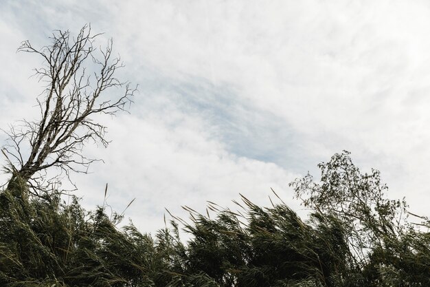 Trees on a cloudy sky