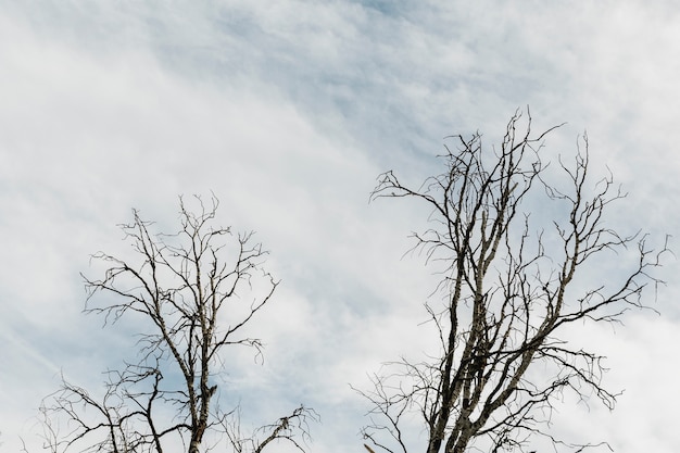 Trees on a cloudy sky