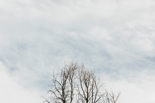 Free photo trees on a cloudy sky