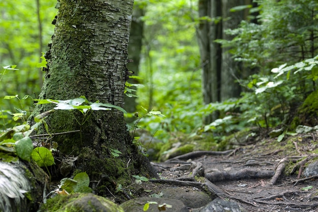 Free photo trees covered in moss and surrounded by plants in the forest