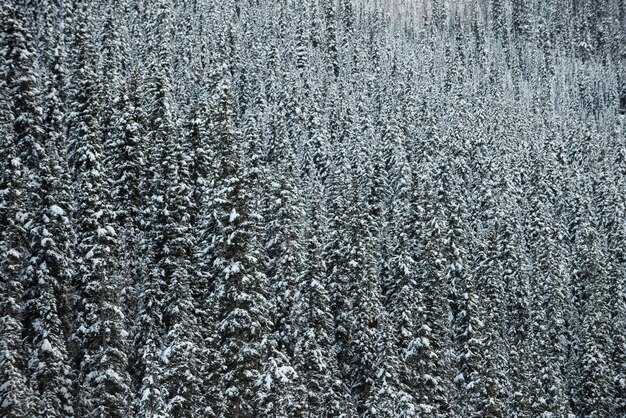 Free photo trees covered with snow