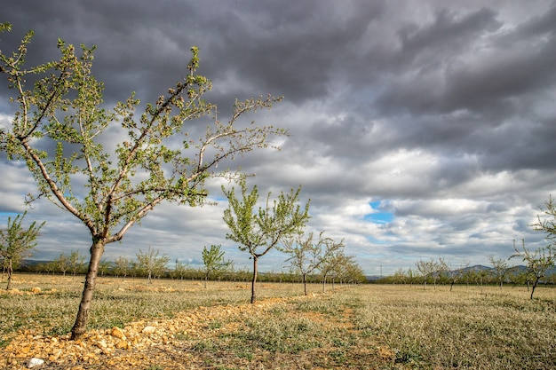 Trees next to each other on a field during daytime