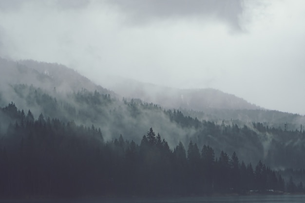 Free photo trees next to each other in the forest covered by the creeping mist