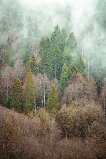 Trees next to each other in the forest covered by the creeping mist