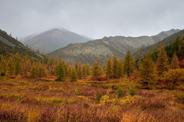 Trees next to each other in a forest covered in dry yellow leaves