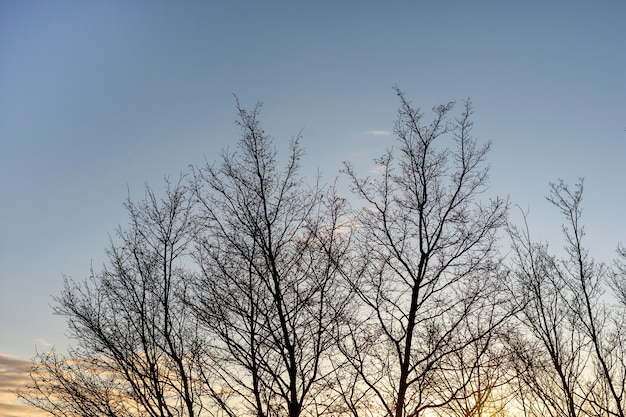 Trees and forest backgrounds